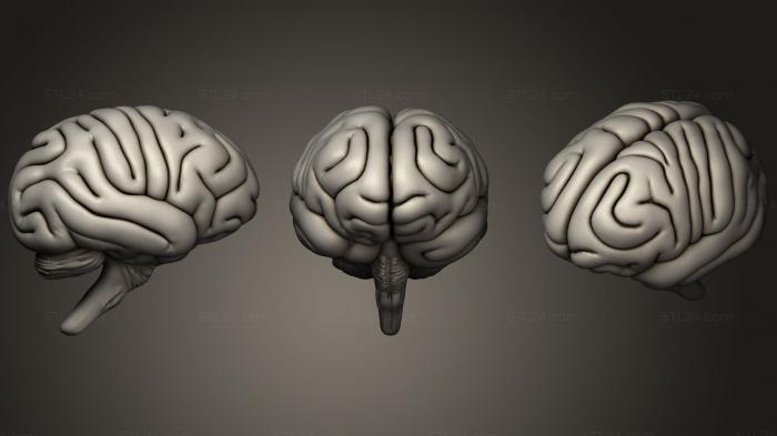 Анатомия скелеты и черепа (Человеческий мозг, ANTM_0689) 3D модель для ЧПУ станка